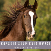 Końskie skupienie uwagi - fragment Live 126