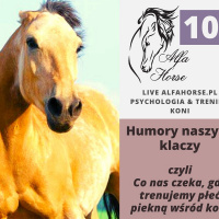 LIVE 102: Humory naszych klaczy