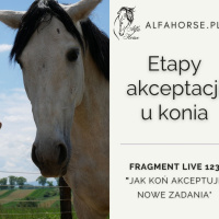 Etapy akceptacji u konia - fragment live 123