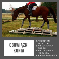 Live 22: Obowiązki konia i człowieka, czyli co każdy z nas robić powinien