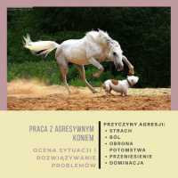 Live 12: Agresywny koń