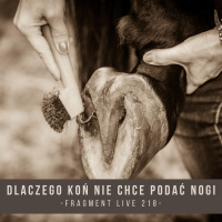 Dlaczego koń nie chce podać nogi - fragment live 218