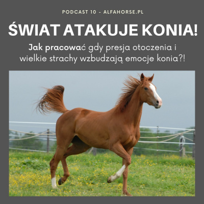 Psychologia  Trening Koni - Alfa Horse