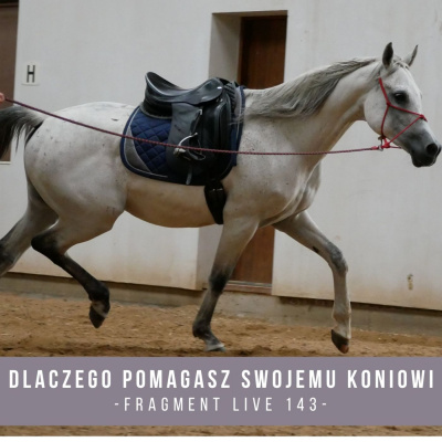 Psychologia  Trening Koni - Alfa Horse