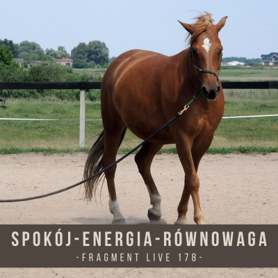 Psychologia  Trening Koni - Alfa Horse