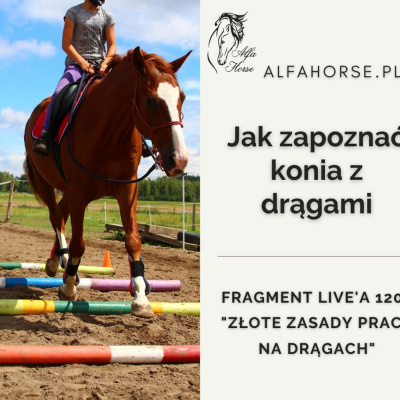 Psychologia  Trening Koni - Alfa Horse