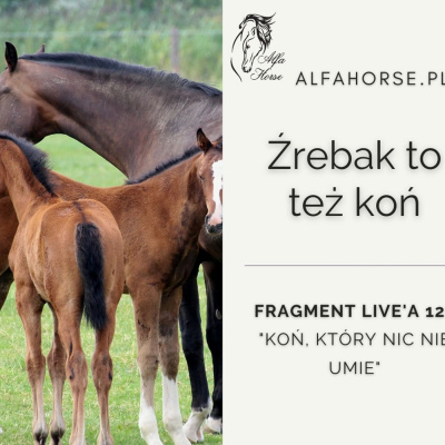 Psychologia  Trening Koni - Alfa Horse