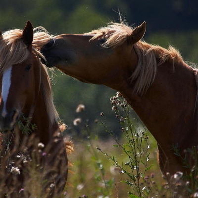 Psychologia  Trening Koni - Alfa Horse
