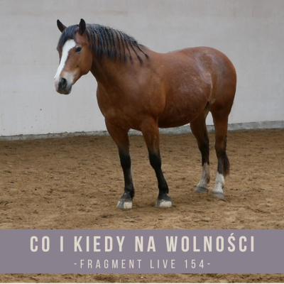 Psychologia  Trening Koni - Alfa Horse
