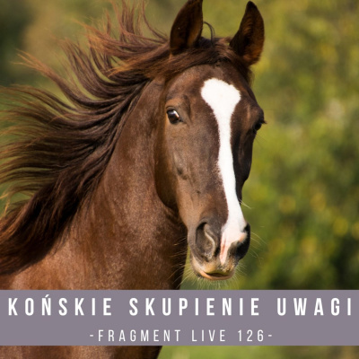 Psychologia  Trening Koni - Alfa Horse