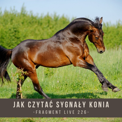 Psychologia  Trening Koni - Alfa Horse