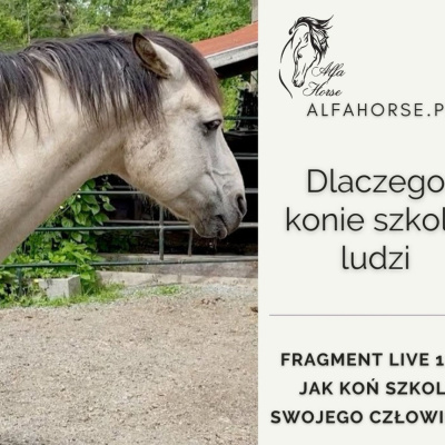 Psychologia  Trening Koni - Alfa Horse