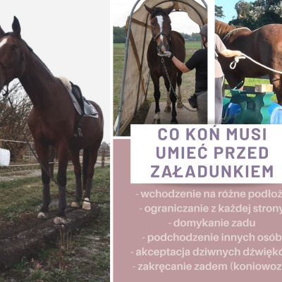 Psychologia  Trening Koni - Alfa Horse