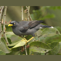 De Migrant - een vogel op de vlucht