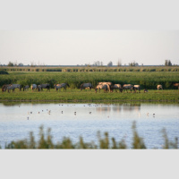 OVT in OVP - 40 jaar Oostvaardersplassen (deel 2 van een tweeluik)