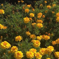 What is the center of the universe?