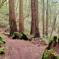 Trail Running Safety