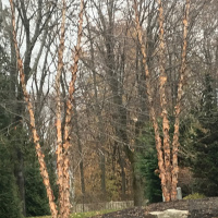 Birch Trees