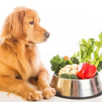 ¿Perros y gatos veganos? Opina la veterinaria Ana Silva