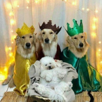 ¿Mascotas en Reyes Magos? Consejos y reflexiones