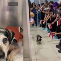 El perro que emocionó al servicio de urgencias