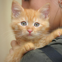 El duelo por una mascota. ¿Cuánto tiempo necesito para volver a adoptar?