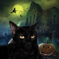 ¿Halloween? Cuidado con las adopciones de gatos negros.