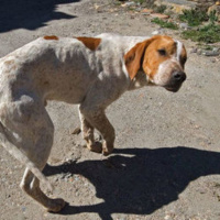 Contra el abandono de animales