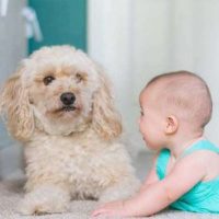 ¿Cómo reaccionará nuestra mascota si llega un bebé a la familia?