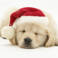 Cuidando a nuestras mascotas en Navidad