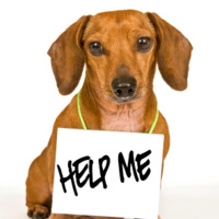 ¿Qué hacer si vemos un perro abandonado?