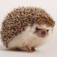 ¡Un erizo en la familia! Cuidados y consejos