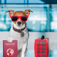 Vacaciones con tu mascota de apoyo emocional