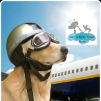 Viajar con mascotas en avión