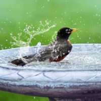 ¿A nuestros pájaros les afecta el calor del verano?