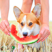 ¿Por qué nuestras mascotas comen menos en verano?