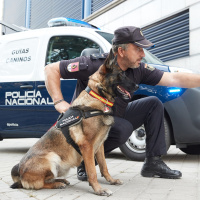 ¿Cómo se adiestra a los perros policía que ayudaron durante la dana?