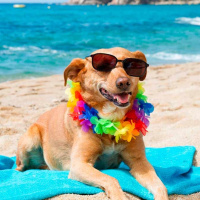 Viajar a la playa con mascotas de forma segura