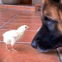 CUENTO: La mascota de mi mascota