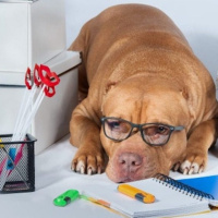 ¿Sufre también nuestra mascota estrés post vacacional?