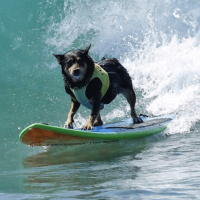 Veranear con mascotas