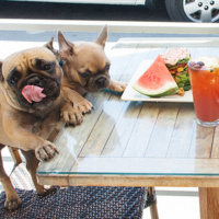 PET FRIENDLY: Se admiten mascotas.