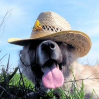 Ola de calor: mascotas, vacaciones y cuidados.