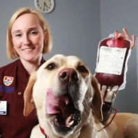 Mascotas donantes de sangre