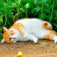 Santuarios para gatos