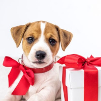 ¿Es buena idea pedir mascotas a los Reyes Magos?