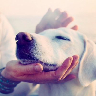 San Antonio Abad Radio - Mascotas