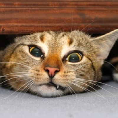 San Antonio Abad Radio - Mascotas