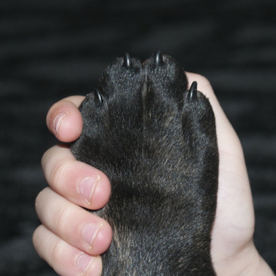 San Antonio Abad Radio - Mascotas