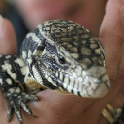 San Antonio Abad Radio - Mascotas